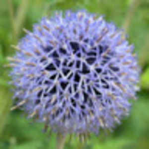 Meet your Posher, Raena